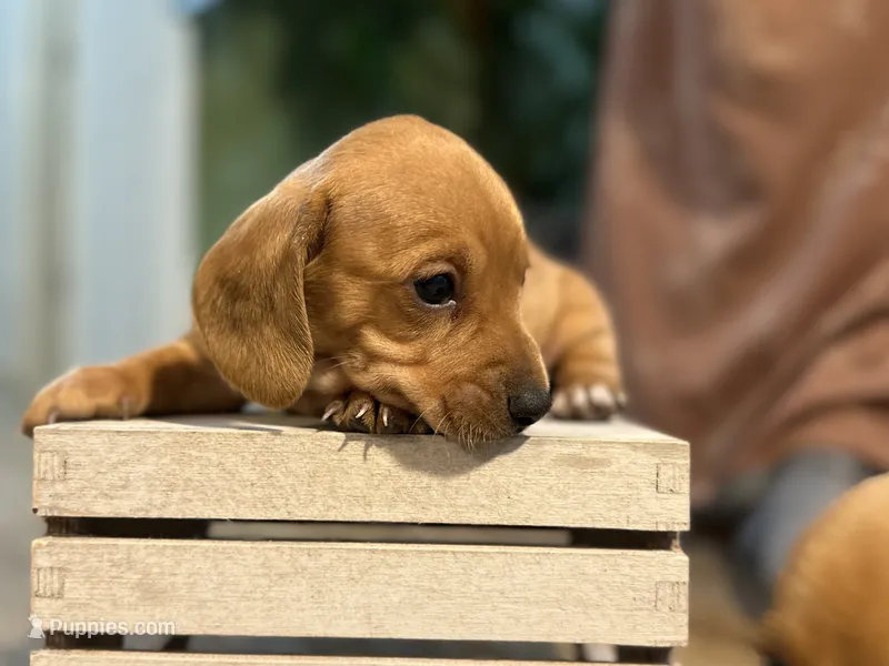 Doxie  – Miniature Dachshund puppy for sale in Stevens, PA