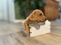 Bandit, a male Miniature Dachshund for sale in Stevens, PA – 3 of 7