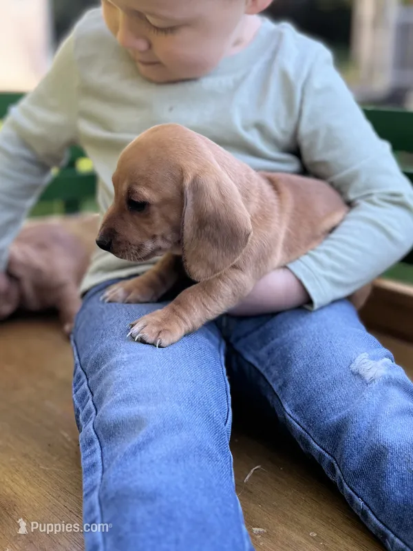 Shorty – Miniature Dachshund puppy for sale in Stevens, PA