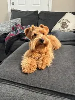 Red velvet , a female Miniature Schnauzer for sale in Raleigh, NC – 2 of 4