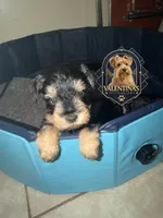 Red velvet , a female Miniature Schnauzer for sale in Raleigh, NC – 1 of 4