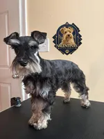 Red velvet , a female Miniature Schnauzer for sale in Raleigh, NC – 4 of 4