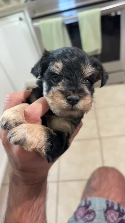 Red velvet , a female Miniature Schnauzer for sale in Raleigh, NC – 3 of 4