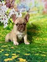 FOXY, a female French Bulldog for sale in Atlanta, GA – Photo 1 of 10