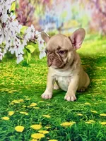 FOXY, a female French Bulldog for sale in Atlanta, GA – Photo 5 of 10