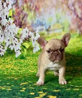 FOXY, a female French Bulldog for sale in Atlanta, GA – Photo 3 of 10
