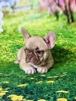 FOXY, a female French Bulldog for sale in Atlanta, GA – Photo 10 of 10