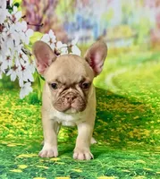 FOXY, a female French Bulldog for sale in Atlanta, GA – Photo 8 of 10