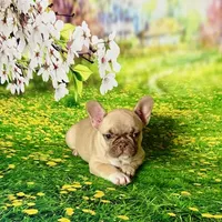 FOXY, a female French Bulldog for sale in Atlanta, GA – Photo 4 of 10