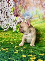 FOXY, a female French Bulldog for sale in Atlanta, GA – Photo 6 of 10