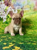 FOXY, a female French Bulldog for sale in Atlanta, GA – Photo 2 of 10