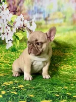 FOXY, a female French Bulldog for sale in Atlanta, GA – Photo 7 of 10