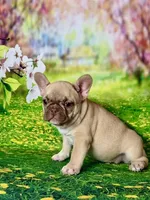 FOXY, a female French Bulldog for sale in Atlanta, GA – Photo 9 of 10