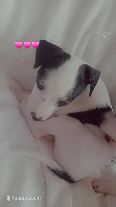 Moona lullaby  – Jack Russell Terrier puppy for sale in Clive, IA