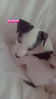 Moona lullaby , a female Jack Russell Terrier for sale in Clive, IA – 1 of 1