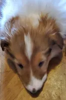 LADY, a female Collie for sale in Stevens Point, WI – Photo 7 of 7