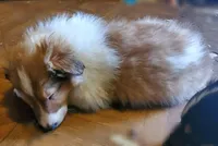 LADY, a female Collie for sale in Stevens Point, WI – Photo 6 of 7