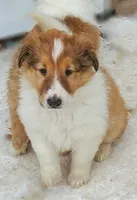 LADY, a female Collie for sale in Stevens Point, WI – Photo 3 of 7