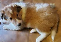 LADY, a female Collie for sale in Stevens Point, WI – Photo 4 of 7