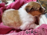 LADY, a female Collie for sale in Stevens Point, WI – Photo 1 of 7