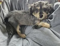 Baby, a female Chinese Crested for sale in Stevens Point, WI – 1 of 4