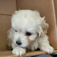 HEIDI, a female Chinese Crested for sale in Stevens Point, WI – Photo 2 of 2