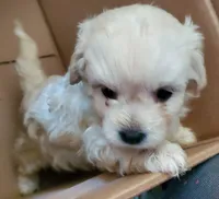 HEIDI, a female Chinese Crested for sale in Stevens Point, WI – Photo 1 of 2