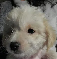 Sissy, a female Chinese Crested and Poodle - Toy  for sale in Stevens Point, WI – 4 of 4