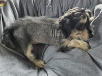 Baby, a female Chinese Crested for sale in Stevens Point, WI – 3 of 4