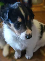 LADDIE, a male Collie for sale in Stevens Point, WI – Photo 2 of 7