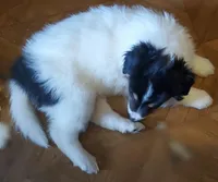 LADDIE, a male Collie for sale in Stevens Point, WI – Photo 7 of 7