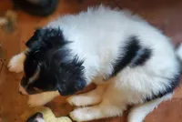 LADDIE, a male Collie for sale in Stevens Point, WI – Photo 5 of 7