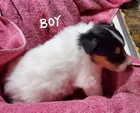 LADDIE, a male Collie for sale in Stevens Point, WI – Photo 1 of 7