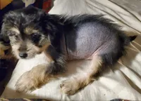 Baby, a female Chinese Crested for sale in Stevens Point, WI – 4 of 4