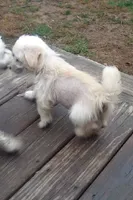 Sissy, a female Chinese Crested and Poodle - Toy  for sale in Stevens Point, WI – 2 of 4