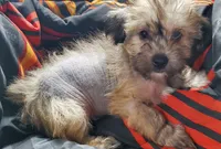 HOWIE, a male Chinese Crested for sale in Stevens Point, WI – Photo 5 of 5