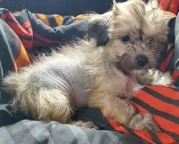 HOWIE, a male Chinese Crested for sale in Stevens Point, WI – Photo 4 of 5