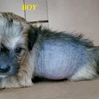 HOWIE, a male Chinese Crested for sale in Stevens Point, WI – Photo 1 of 5