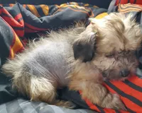 HOWIE, a male Chinese Crested for sale in Stevens Point, WI – Photo 2 of 5