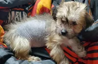 HOWIE, a male Chinese Crested for sale in Stevens Point, WI – Photo 3 of 5