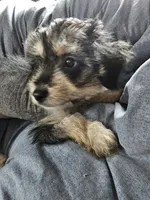 Baby, a female Chinese Crested for sale in Stevens Point, WI – 2 of 4