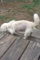 Sissy, a female Chinese Crested and Poodle - Toy  for sale in Stevens Point, WI – 3 of 4