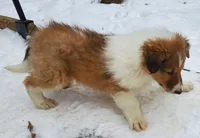 Lord, a male Collie for sale in Stevens Point, WI – Photo 4 of 7