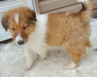 Lord, a male Collie for sale in Stevens Point, WI – Photo 5 of 7