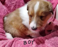 Lord, a male Collie for sale in Stevens Point, WI – Photo 1 of 7
