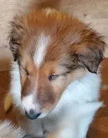 Lord, a male Collie for sale in Stevens Point, WI – Photo 7 of 7