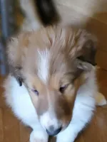 Lord, a male Collie for sale in Stevens Point, WI – Photo 2 of 7