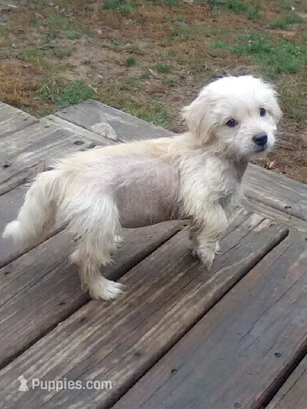 Sissy – Chinese Crested, Poodle - Toy  puppy for sale in Stevens Point, WI