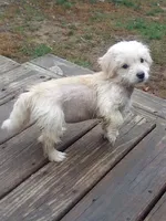 Sissy, a female Chinese Crested and Poodle - Toy  for sale in Stevens Point, WI – 1 of 4