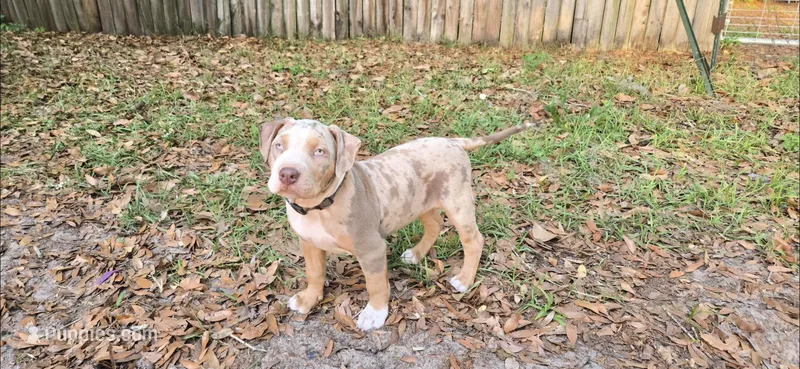 Little bit  – American Bully puppy for sale in Sumterville, FL